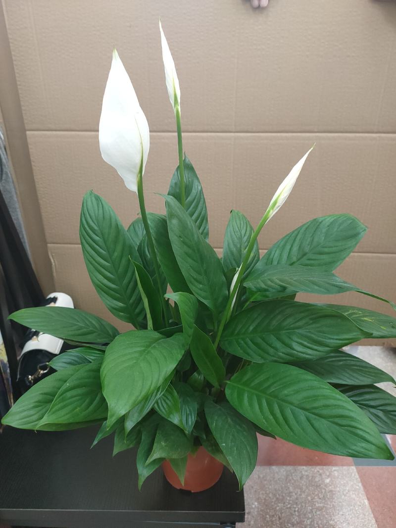 白掌一帆风顺水培土培绿植防辐射除甲醛粉掌客厅办公室花卉盆