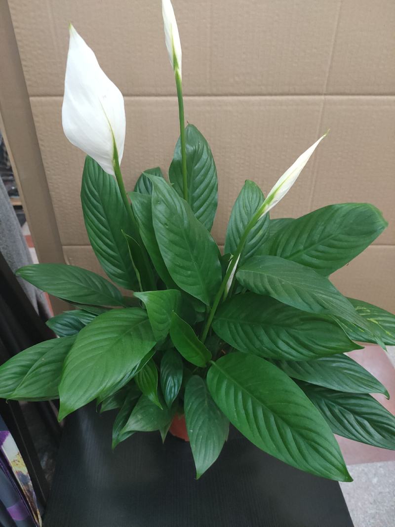 白掌一帆风顺水培土培绿植防辐射除甲醛粉掌客厅办公室花卉盆