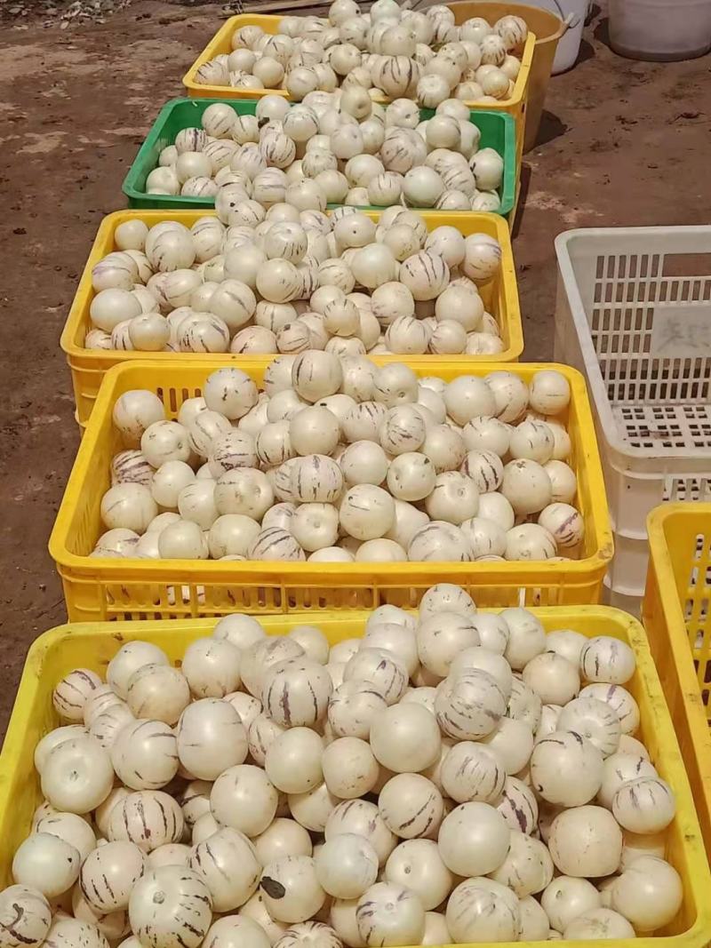 （人参果）云南保山壮壮果业反季节水果批发场地直销量大从优