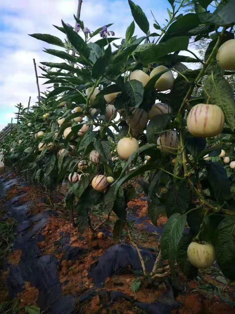 云南保山方季节人参果场地直销货好价美量大从优