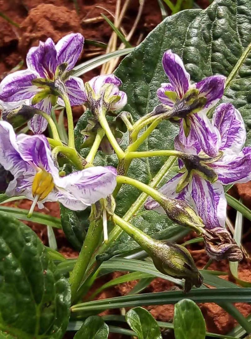 云南保山方季节人参果场地直销货好价美量大从优