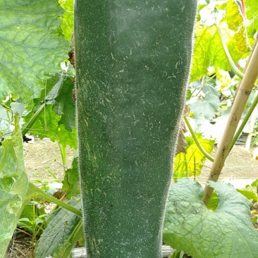 冬瓜