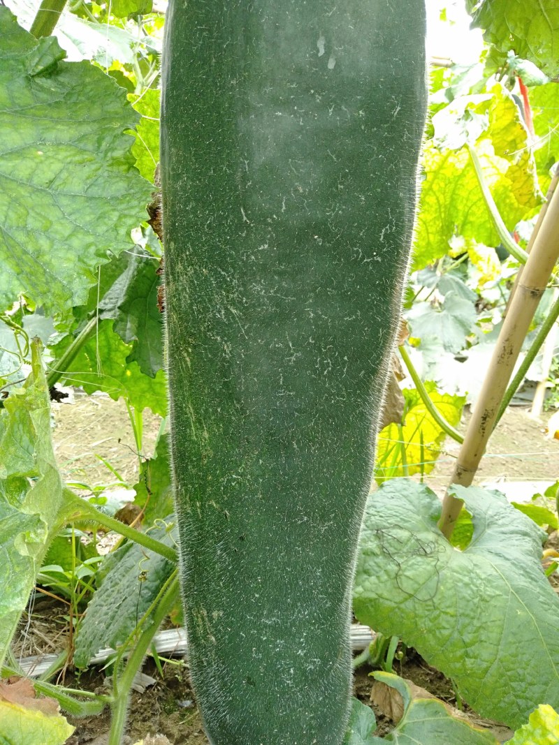 冬瓜