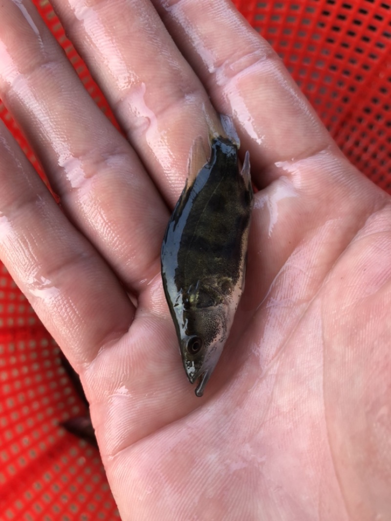 桂花鱼苗鳜鱼鱼苗翘嘴鱼苗抗病毒强鱼场直供