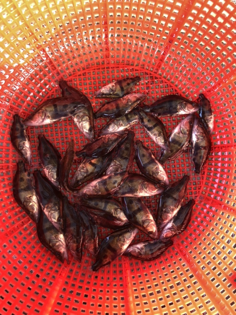 桂花鱼苗鳜鱼鱼苗翘嘴鱼苗抗病毒强鱼场直供