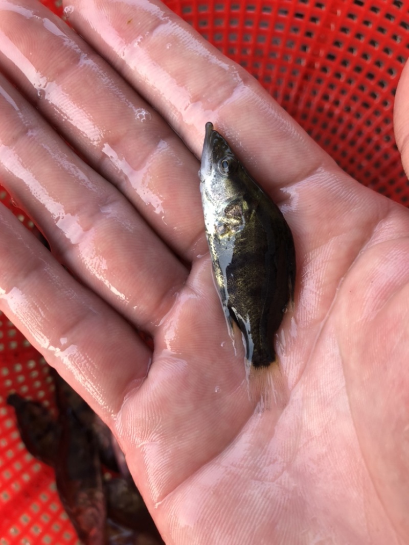 桂花鱼苗鳜鱼鱼苗翘嘴鱼苗抗病毒强鱼场直供