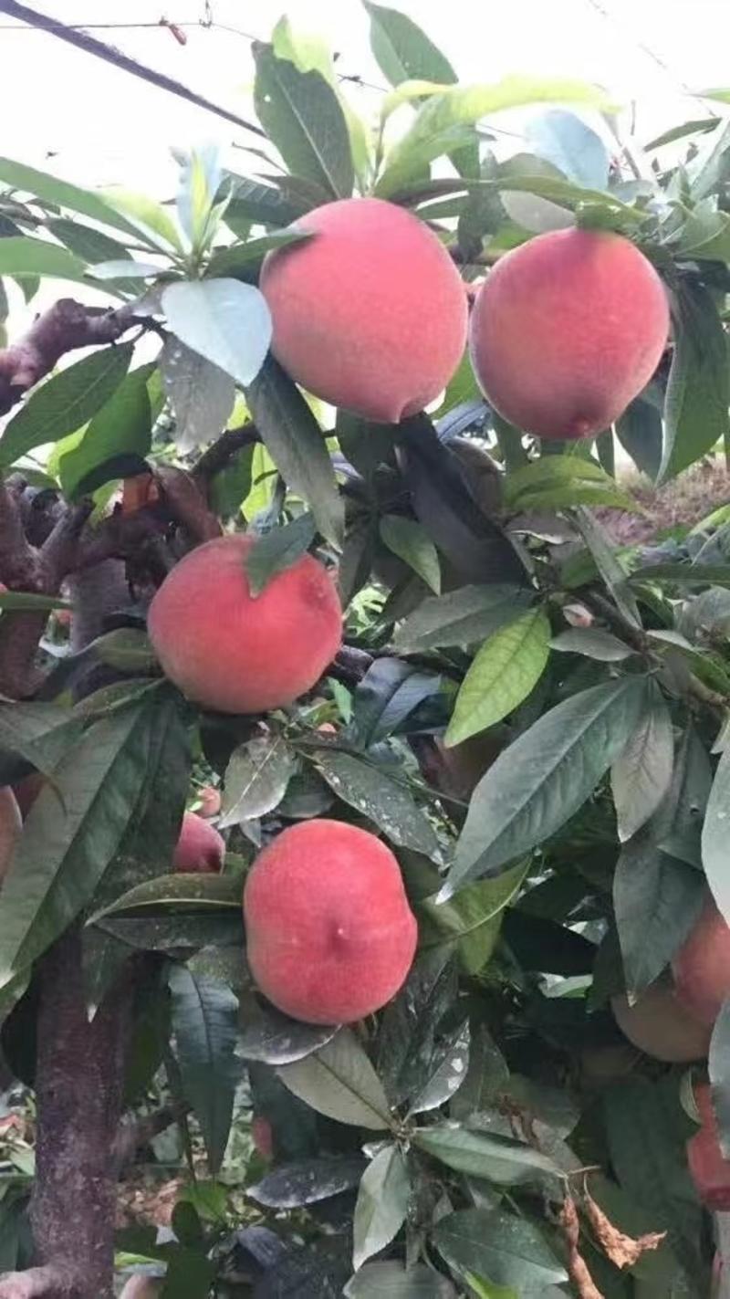 各种桃子，大量上市一手货源保证质量，以质量求生存，欢迎来