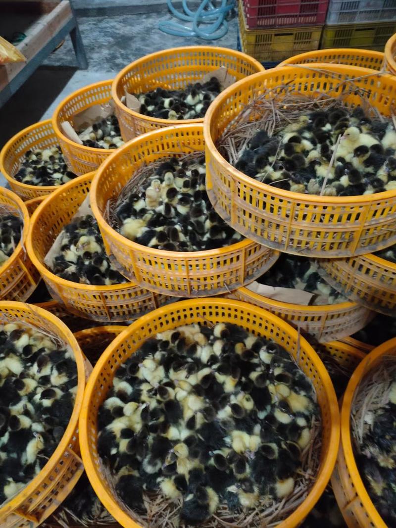 大种黑番鸭苗，正常特大花黑番苗品质保证养殖更省心