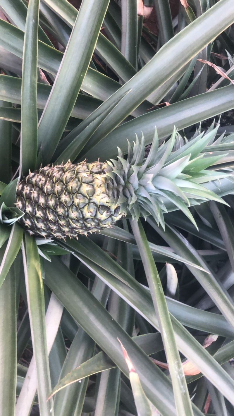 凤梨金菠萝需要就联系谢谢