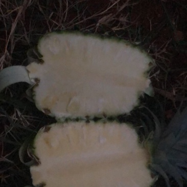 凤梨金菠萝需要就联系谢谢