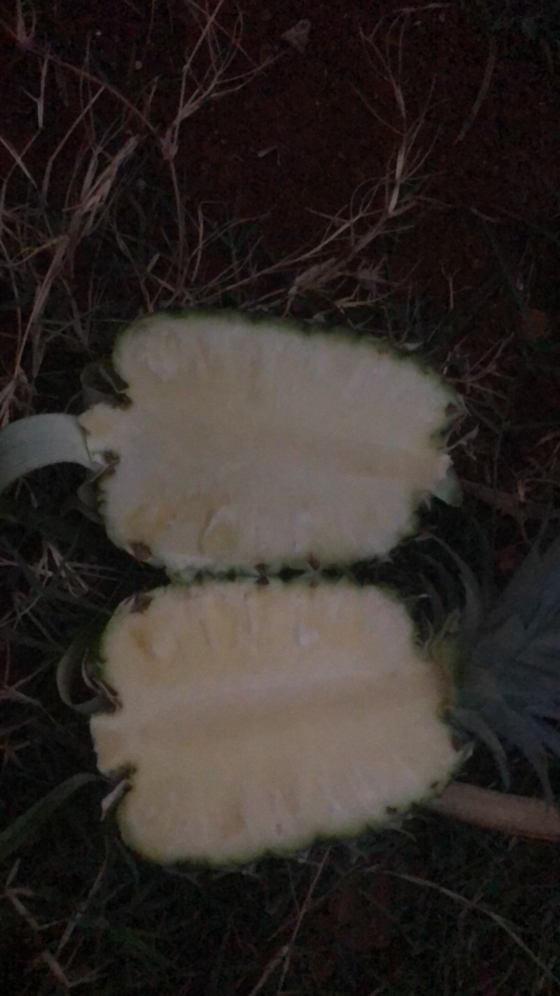 凤梨金菠萝需要就联系谢谢