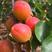 【杏】“清涧山地红梅杏”十万亩基地现摘现发酸甜可口