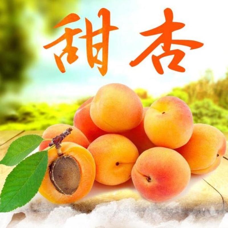 【杏】“清涧山地红梅杏”十万亩基地现摘现发酸甜可口