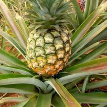 《西双版纳热带水果菠萝》凤梨，一手货源，产地直供，现摘现