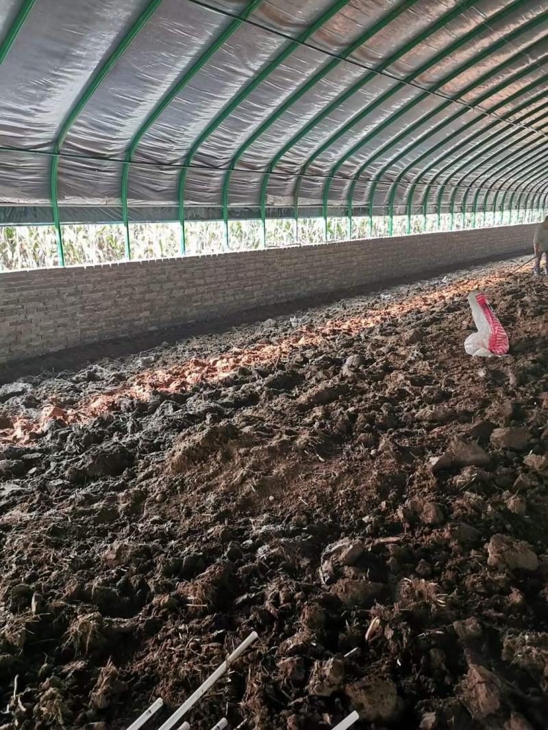 圆管钢架大棚种植大棚蔬菜大棚基地专用钢架大棚