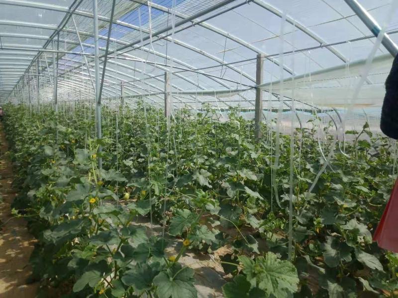 钢架大棚设计养殖大棚种植大棚连栋棚规划一条龙服务