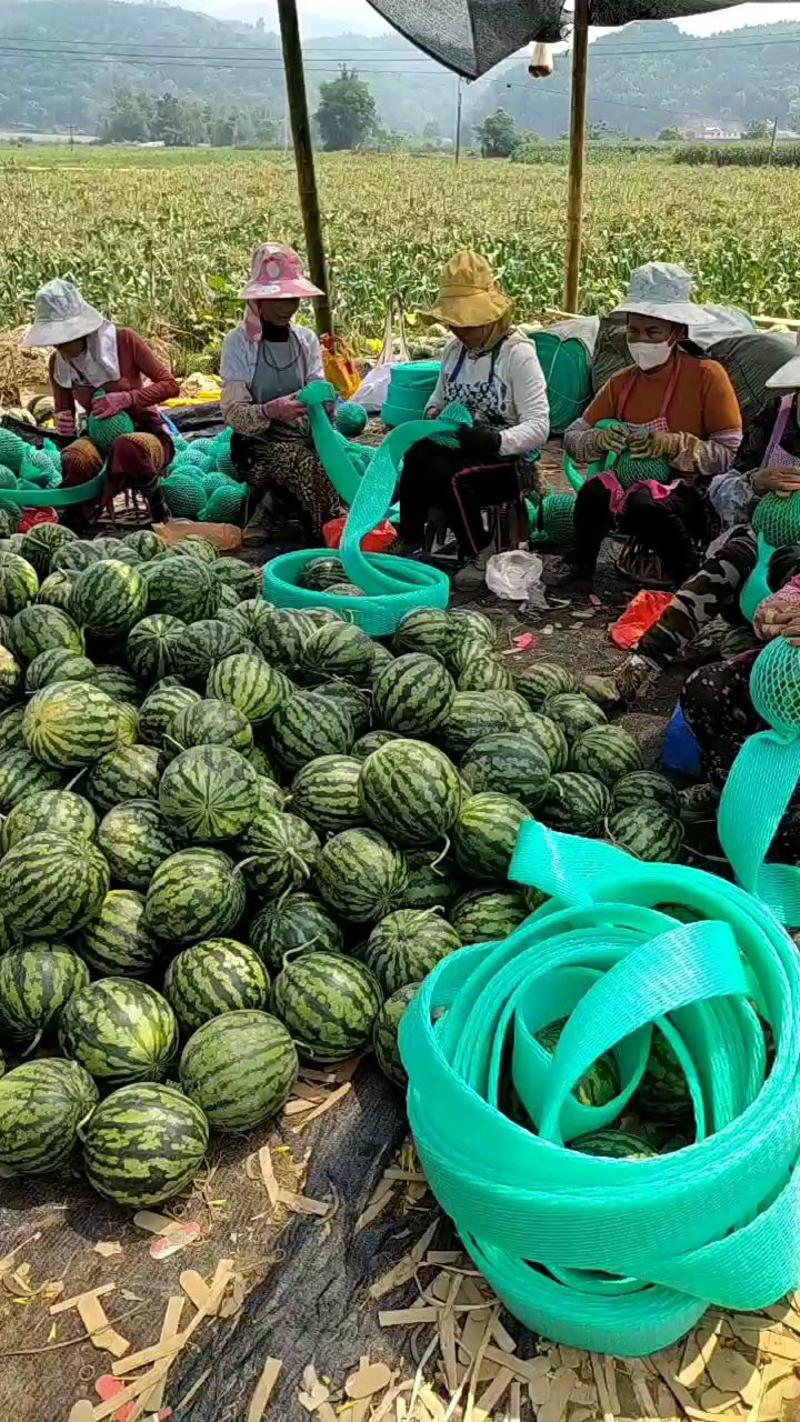 推荐】云南精品甜王西瓜大量上市八斤起步八成熟，保质保量