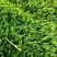 沧州市近郊优质细叶高羊毛草坪草籽进口蓝标老草草巻好实平