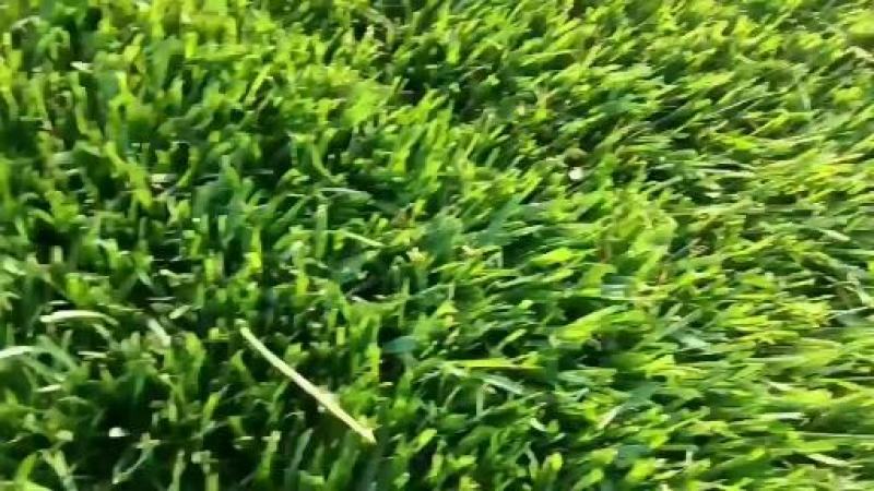 沧州市近郊优质细叶高羊毛草坪草籽进口蓝标老草草巻好实平