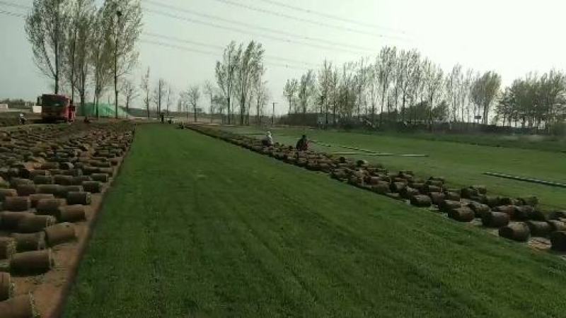 沧州市近郊优质细叶高羊毛草坪草籽进口蓝标老草草巻好实平