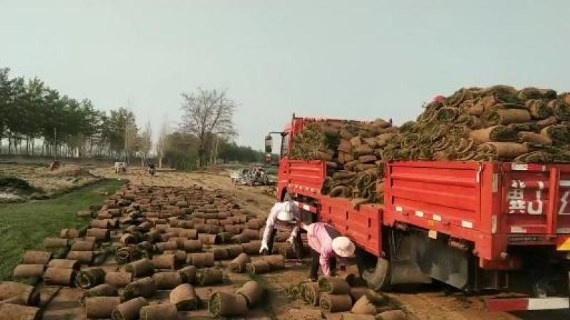 沧州市近郊优质细叶高羊毛草坪草籽进口蓝标老草草巻好实平
