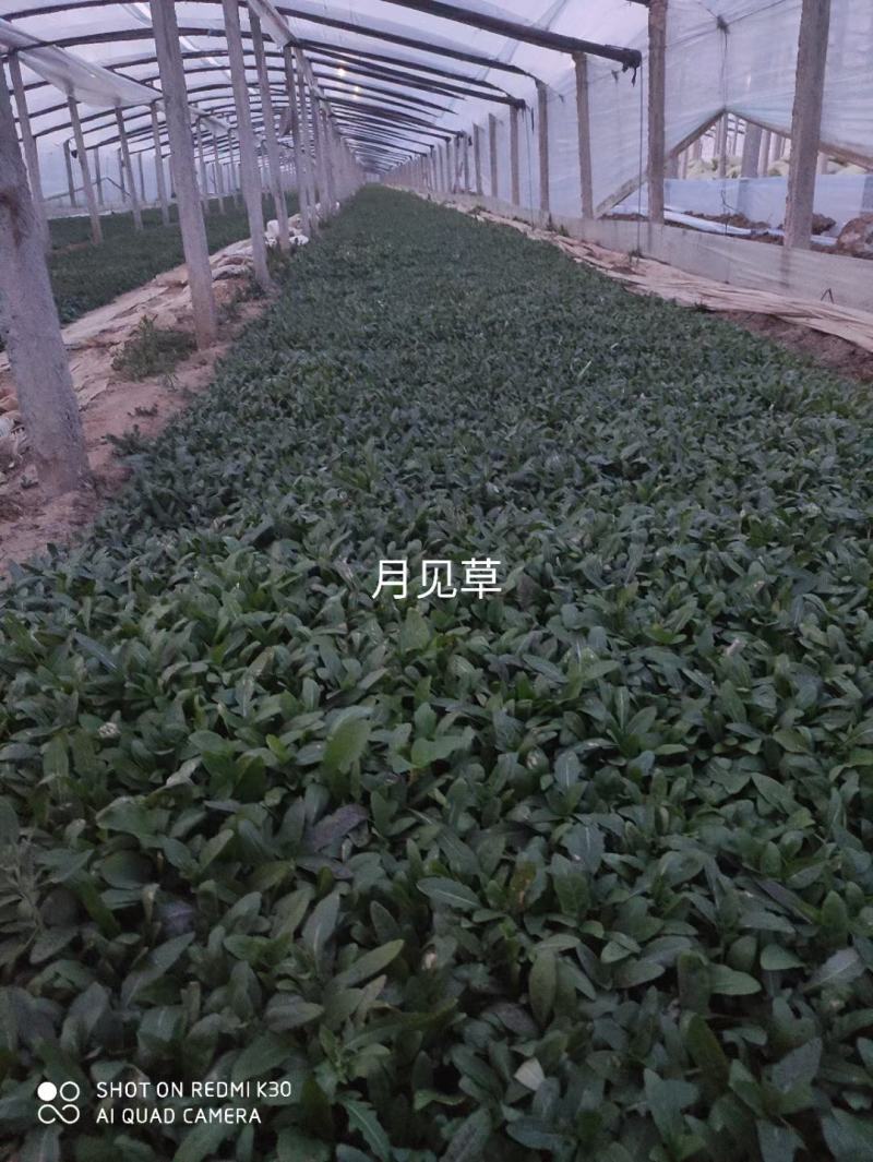 精品月见草大量上市，基地直发直销，欢迎选购