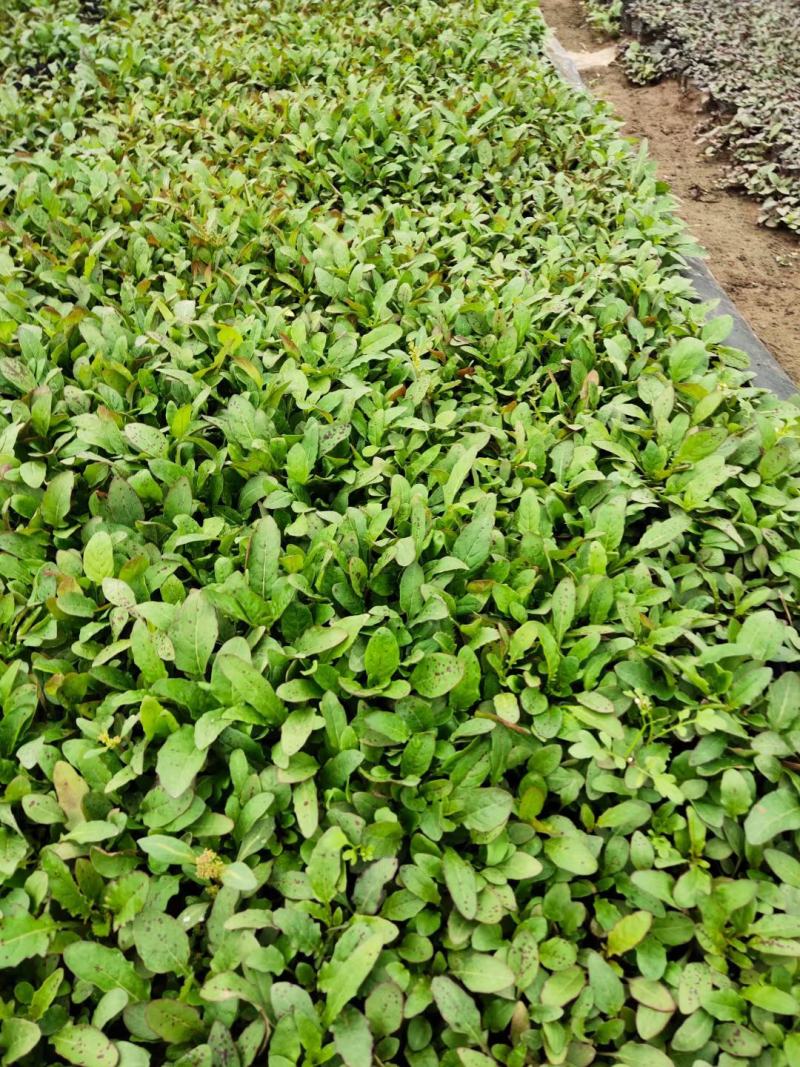 精品月见草大量上市，基地直发直销，欢迎选购