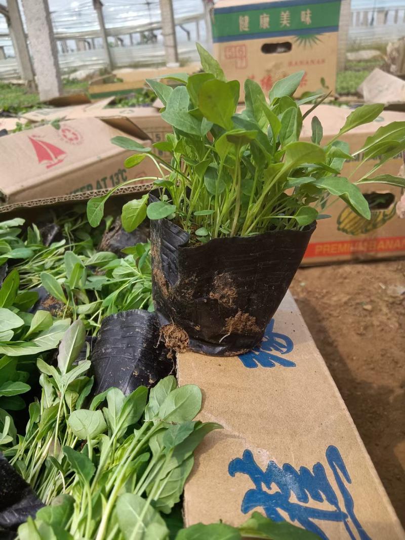 精品月见草大量上市，基地直发直销，欢迎选购