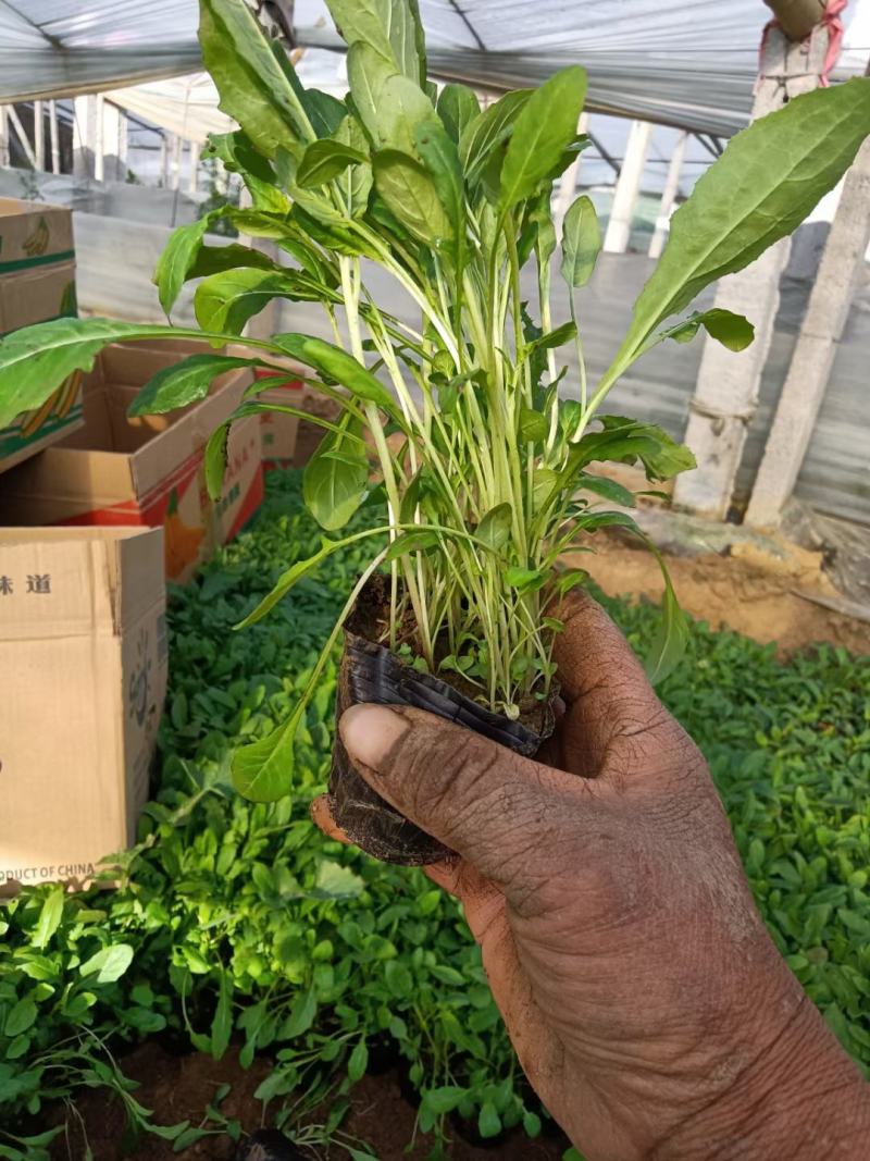 精品月见草大量上市，基地直发直销，欢迎选购