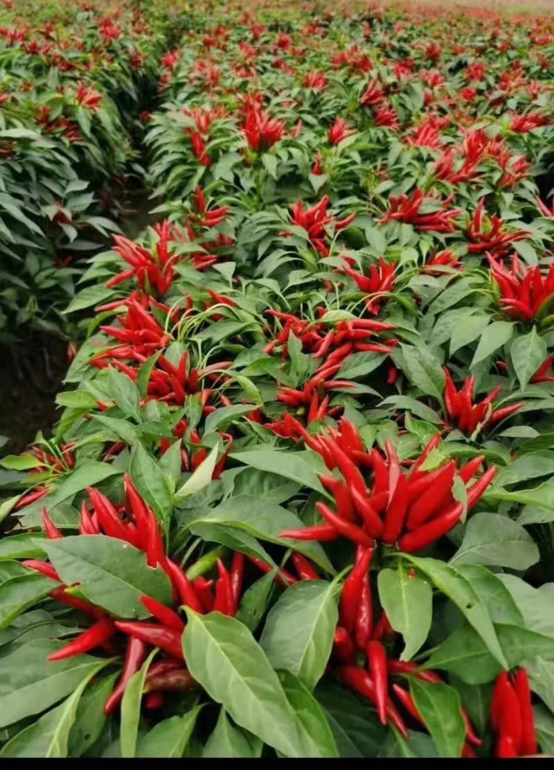 朝天椒三樱簇生，新一代麦茬种植6月10号大量有苗