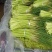 平邑红帽蒜苔，优质蒜苔，产地货源，代发全国，不打水