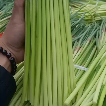《热销中》平邑红帽蒜苔大量上市了，产地货源，代发全国各地