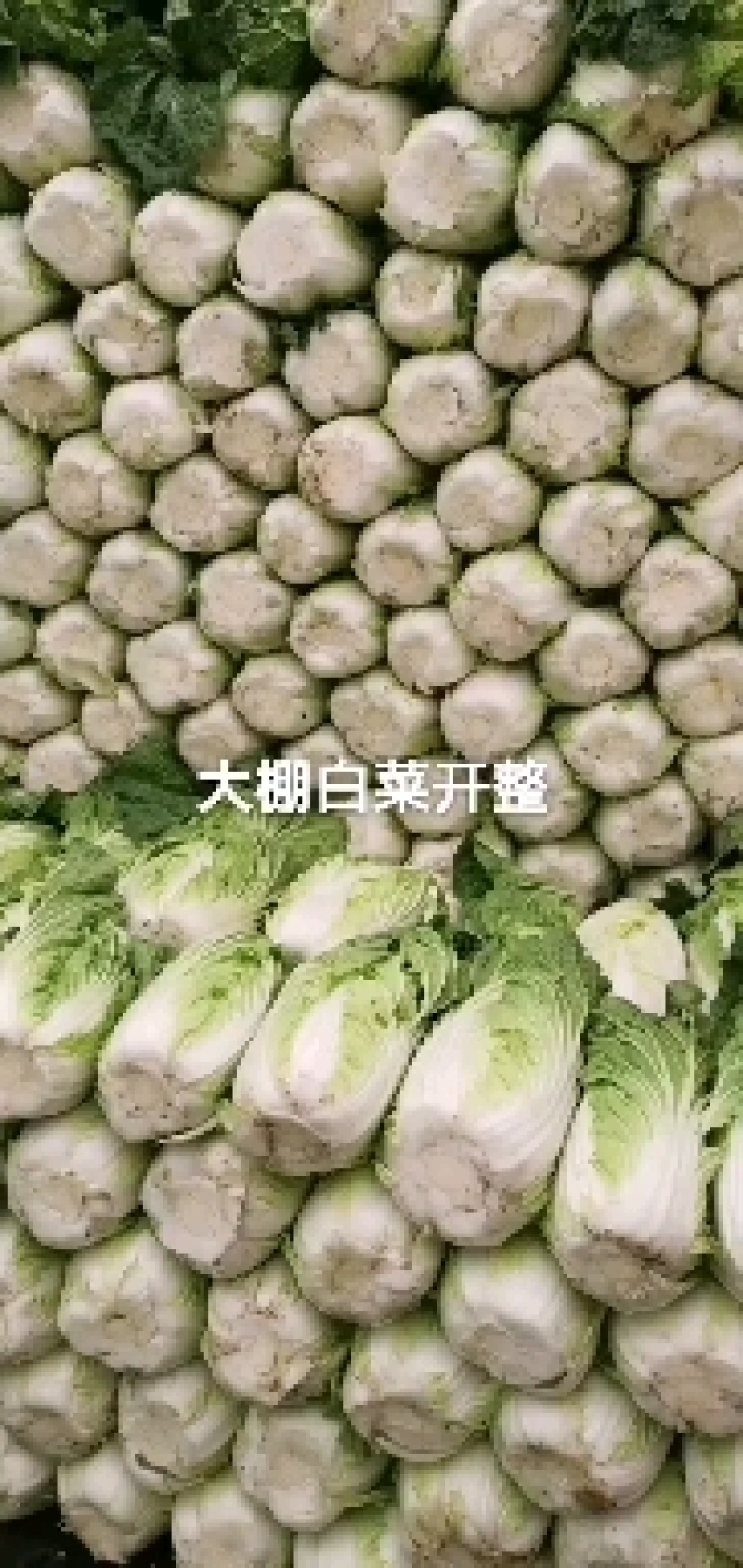 白菜黄心大白菜优质现货大量供应，个头均匀，3-5斤左右