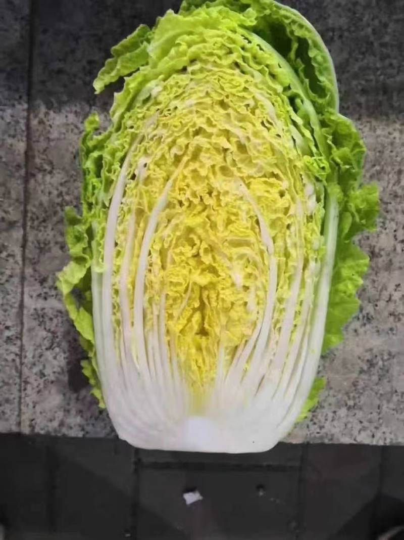 白菜黄心大白菜优质现货大量供应，个头均匀，3-5斤左右