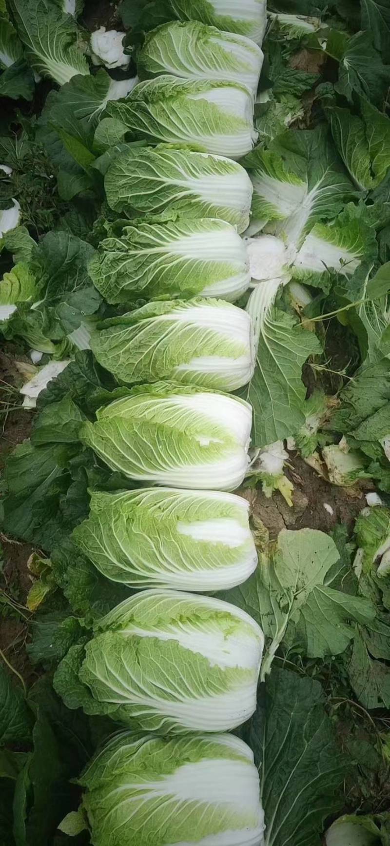 白菜黄心大白菜优质现货大量供应，个头均匀，3-5斤左右