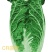 白菜黄心大白菜优质现货大量供应，个头均匀，3-5斤左右