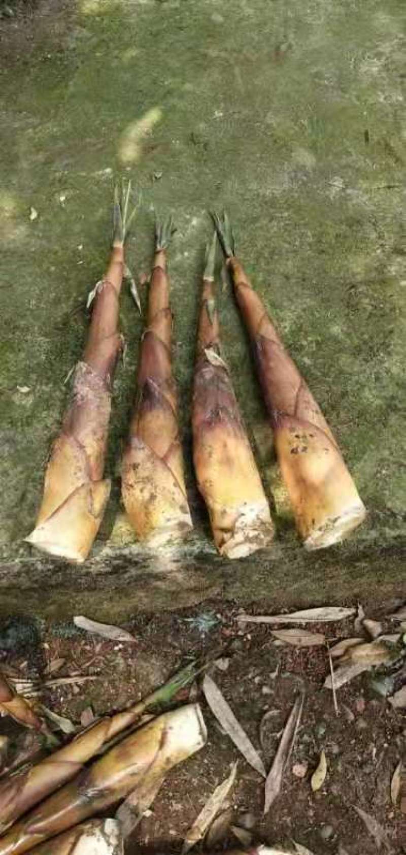 高山野生苦笋现在大量上市，现挖现发，欢迎各位老板前来收购
