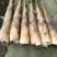 高山野生苦笋现在大量上市，现挖现发，欢迎各位老板前来收购