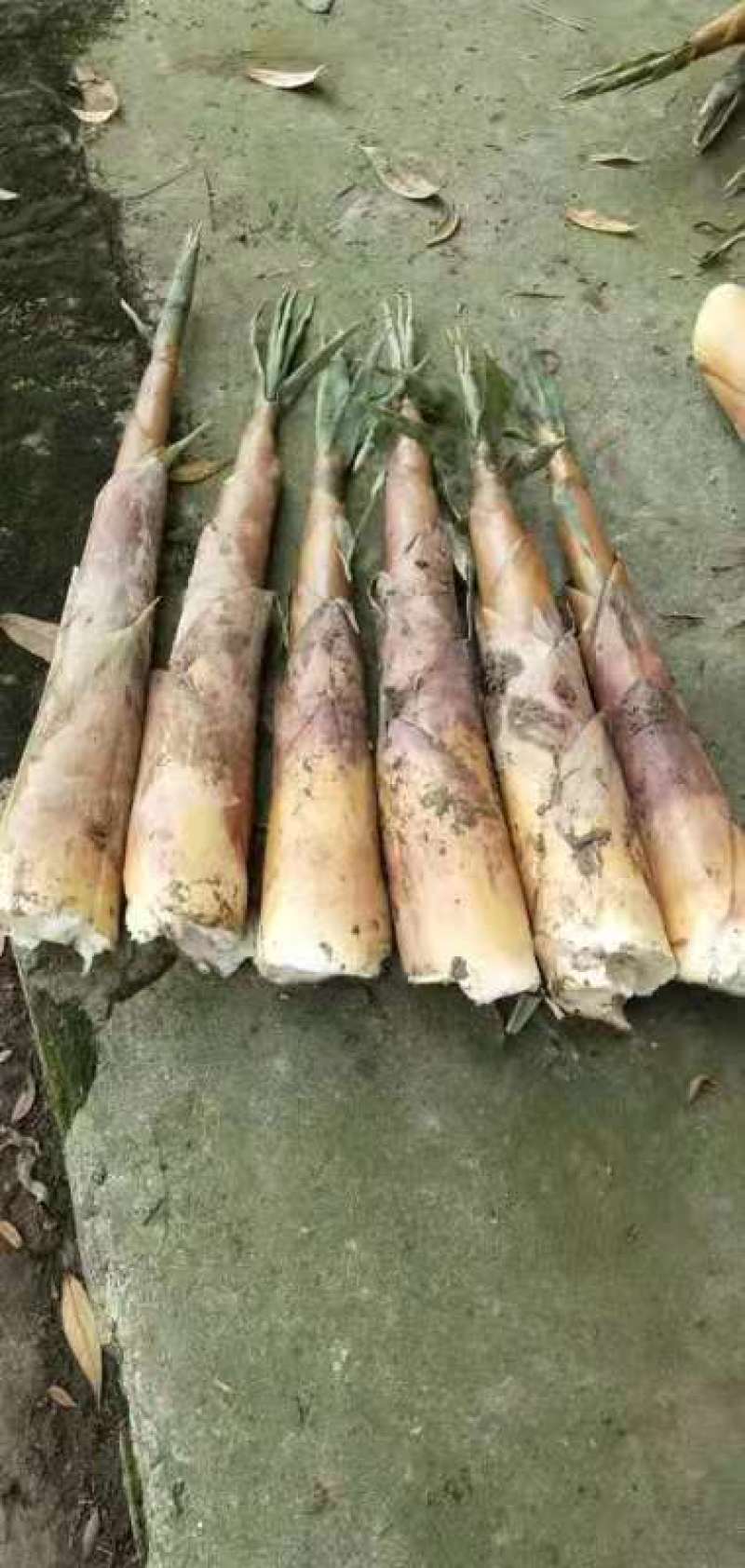 高山野生苦笋现在大量上市，现挖现发，欢迎各位老板前来收购