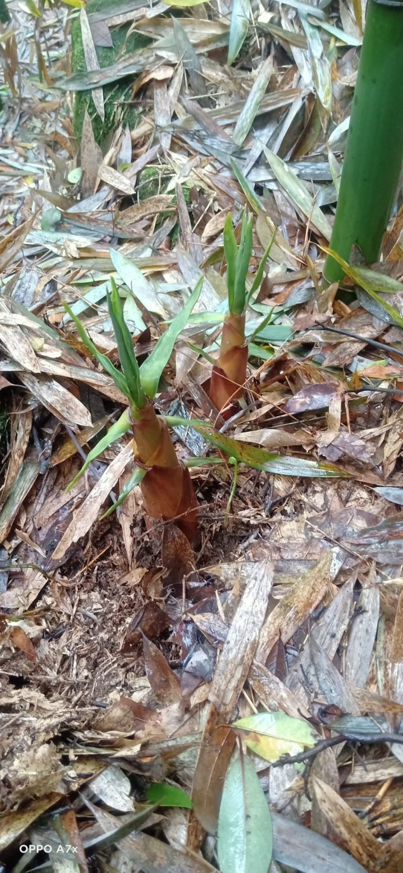 高山野生苦笋现在大量上市，现挖现发，欢迎各位老板前来收购