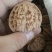 精品麒麟纹