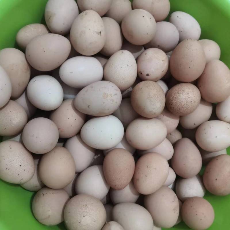 珍珠鸡蛋