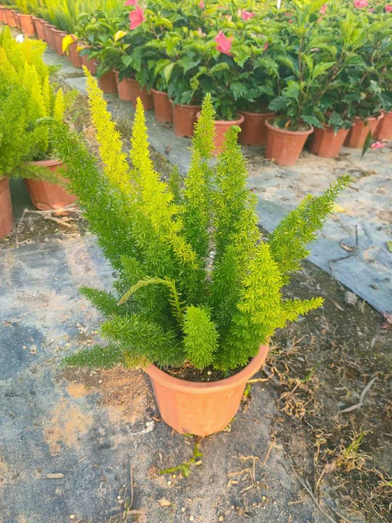 狐尾天门冬，狐尾武竹，花卉栽培，布置厅堂、卧室、阳台等处