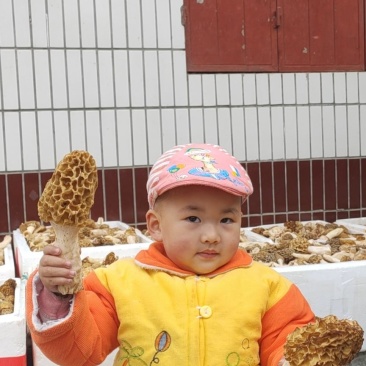 秦岭野生羊肚菌、纯野生羊肚菌干货，不是野生不要钱