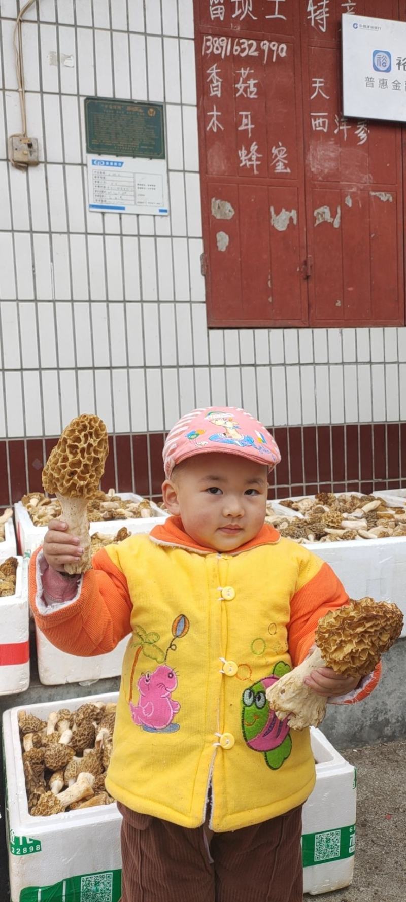 秦岭野生羊肚菌、纯野生羊肚菌干货，不是野生不要钱