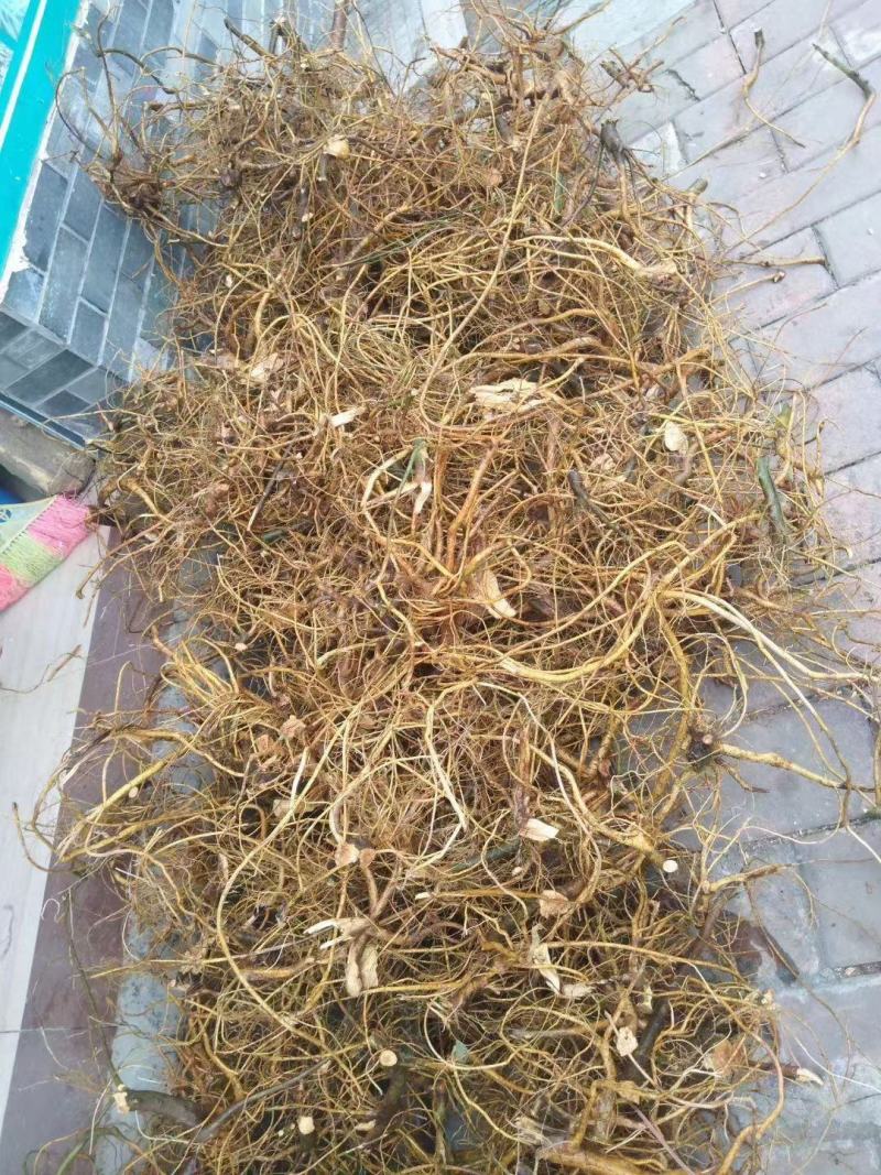 白花牛奶根，有香广东白花牛奶根