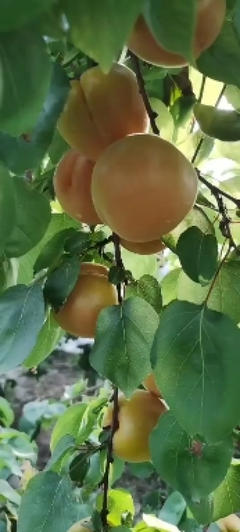 金太阳杏大量上市中！
