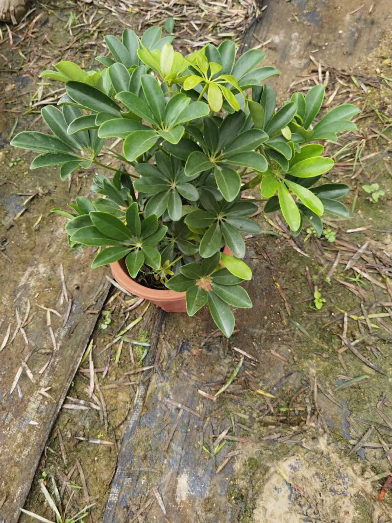鸭脚木，鹅掌柴，鸭脚木，小叶伞树，矮伞树，舍夫勒氏木