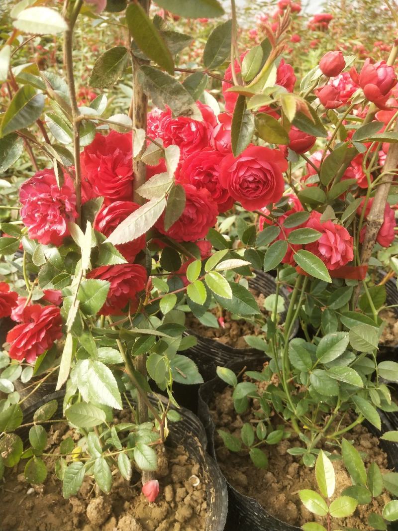 木香花苗盆栽爬藤植物浓香甜蜜红木香四季开花庭院花