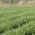 迷迭香鲜叶